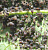 Бахчевая (хлопковая) тля (Aphis gossypii)