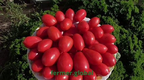 Фото томата Саммит
