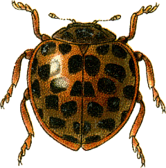 28-пятнистая картофельная коровка (Epilachna vigintioctomaculata)