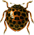 28-пятнистая картофельная коровка (Epilachna vigintioctomaculata)