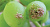 Виноградный мучнистый червец (Planococcus ficus)
