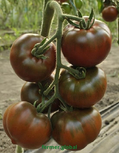 Фото томата Африканец