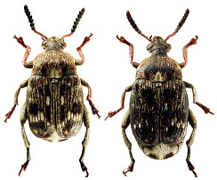 Гороховая зерновка (Bruchus pisorum)