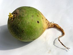 Редька китайская (лоба)