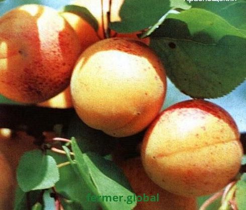 Абрикос БУРЕВЕСТНИК