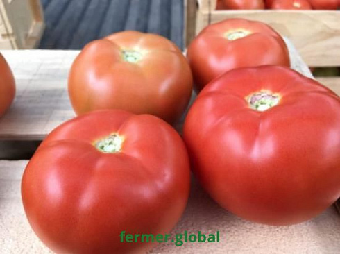 Томат БЕСУТО