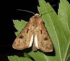 Восклицательная совка (Agrotis exclamationis)