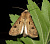 Восклицательная совка (Agrotis exclamationis)