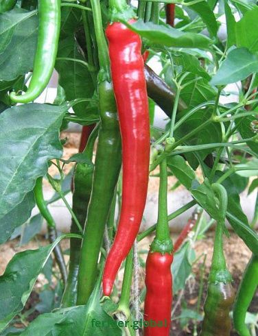 Перец острый АВРОРА 81