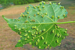 Виноградная филлоксера (Viteus vitifolii)