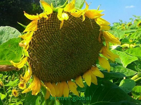 Подсолнечник САФАРИ