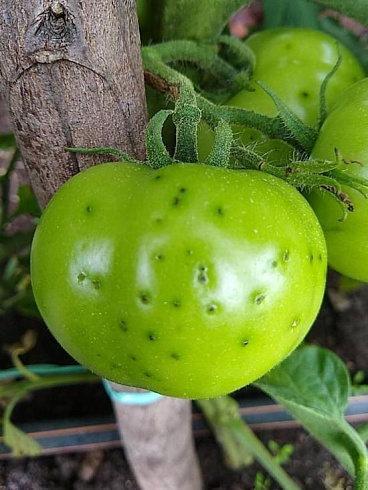 Бактериальная пятнистость томата