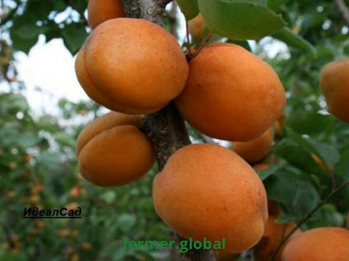 Абрикос АВИАТОР