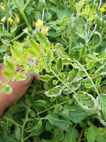 Вирус желтой скручиваемости листьев томатов