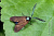 Виноградная пестрянка (Theresia ampelophaga)